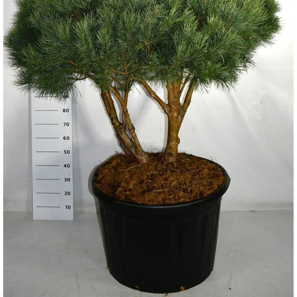 Tall – Pinus sylvestris 'Watereri' - C230 100-125 cm. Parasol